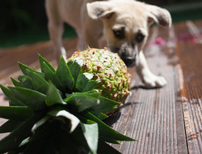 Hund schnuppert an einer Ananas