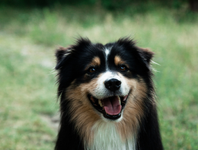 Top 5 Tipps - Für Gesundes Fell Beim Hund