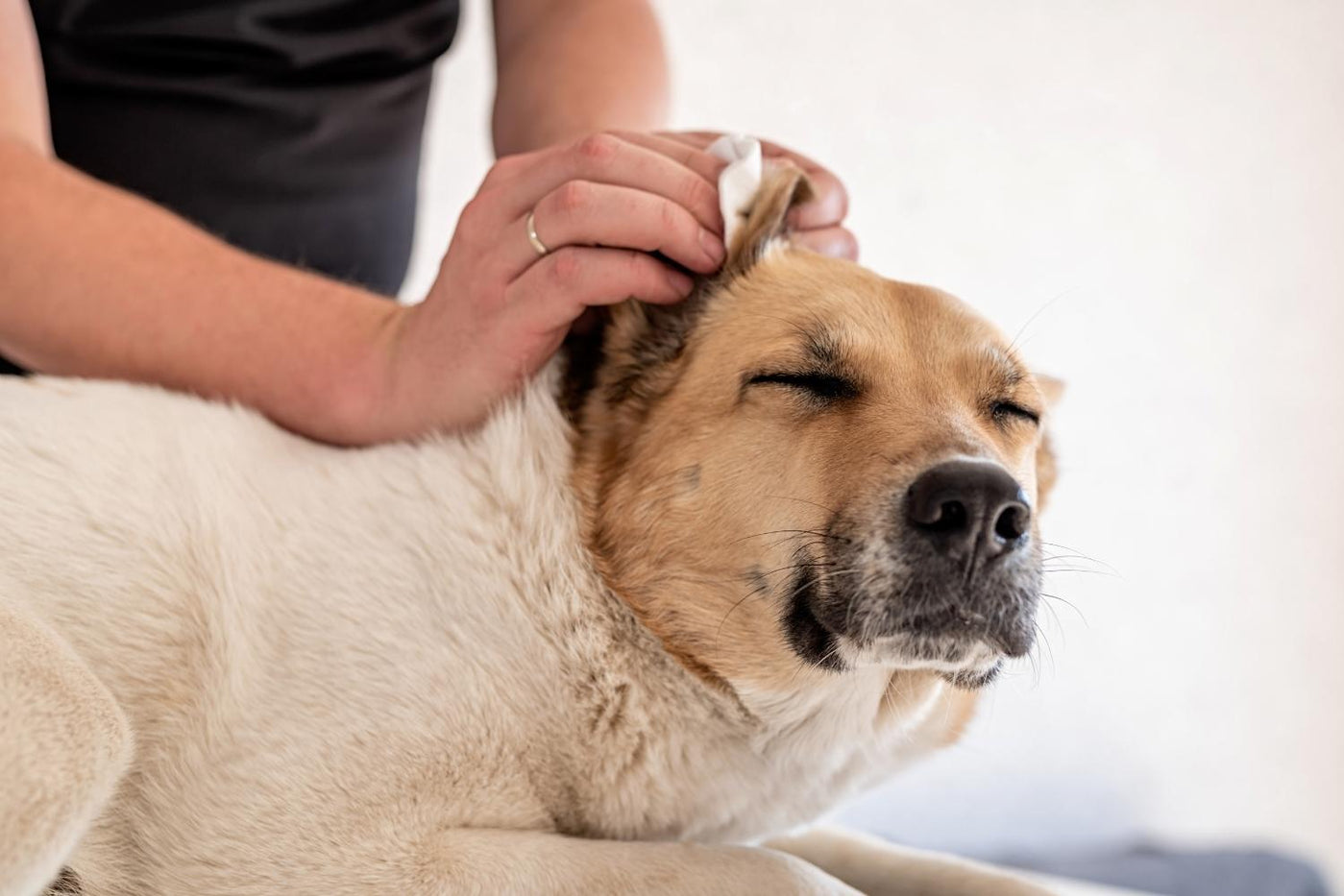 Hundeohren richtig reinigen: So klappt die Ohrenpflege Deiner Fellnase